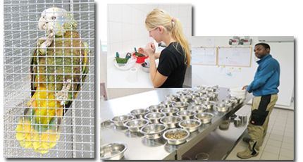 Left:  A Vincentian Parrot, Amazona Guildingii, secured and well cared for at the ACTP facility in Germany. Saint Lucian Timotheus Jean Baptiste, Project Coordinator, prepares food for the young parrots. Inset: Katrin Scholtyssek takes extra care in feeding a young parrot. © The Vincentian