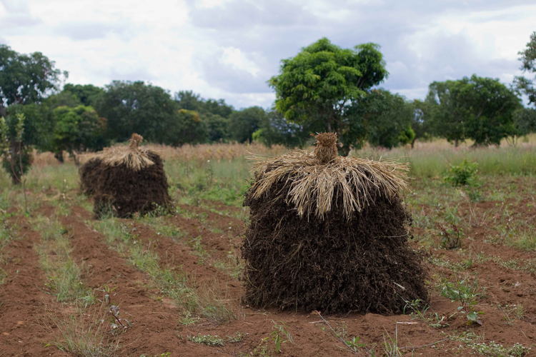 Groundnut arranged in stacks called Mandela Corks prevent aflatoxin contamination.