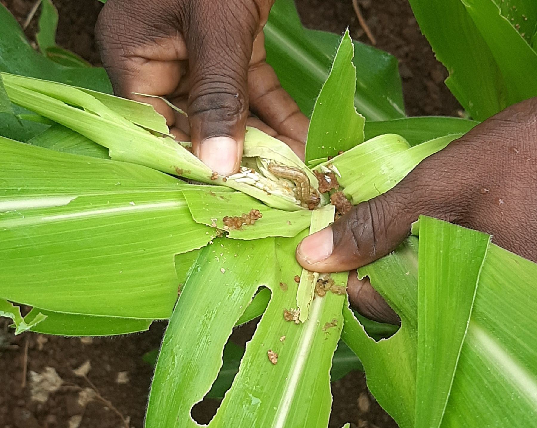 Communication strategies to support the fight against fall armyworm