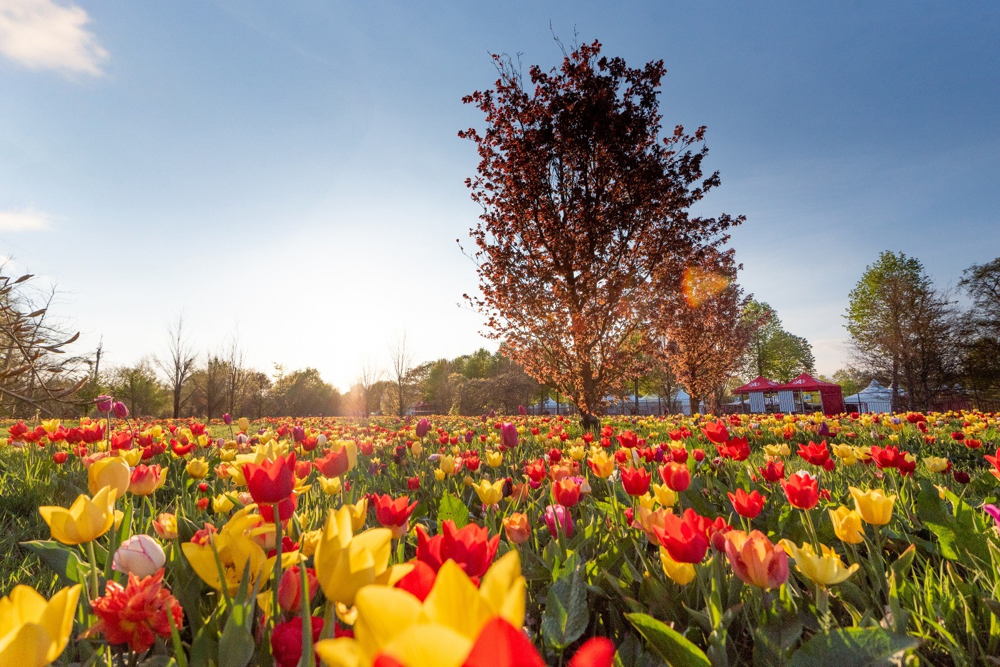 Tulpenveld 2025, foto Wim Hadermann