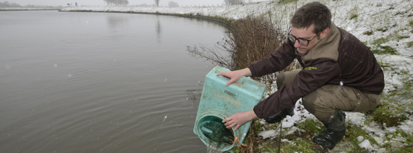 Zo’n 400.000 in beslag genomen glasaaltjes krijgen tweede leven in Vlaamse wateren