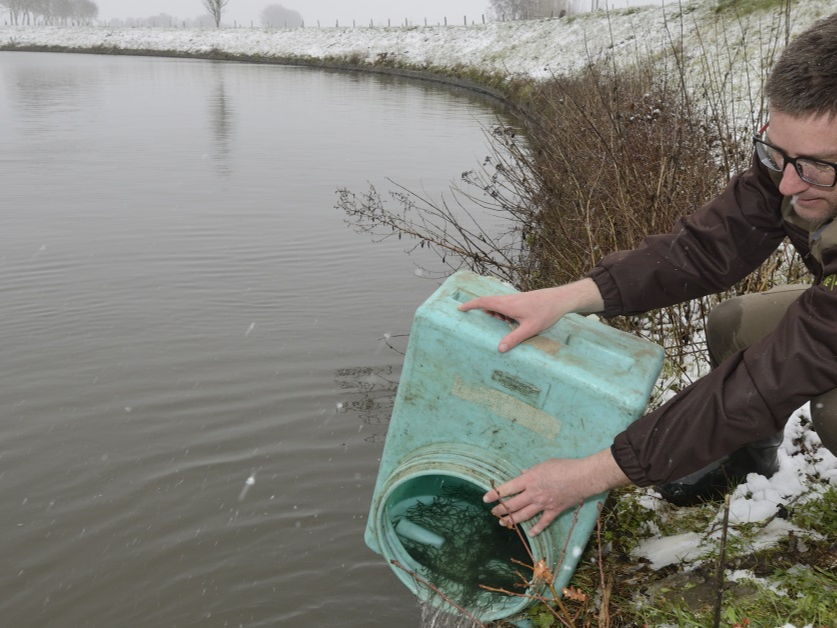 Zo’n 400.000 in beslag genomen glasaaltjes krijgen tweede leven in Vlaamse wateren