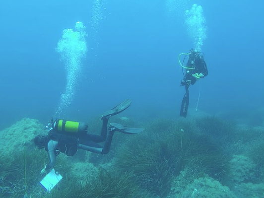Use it or lose it: How seagrasses conquered the sea