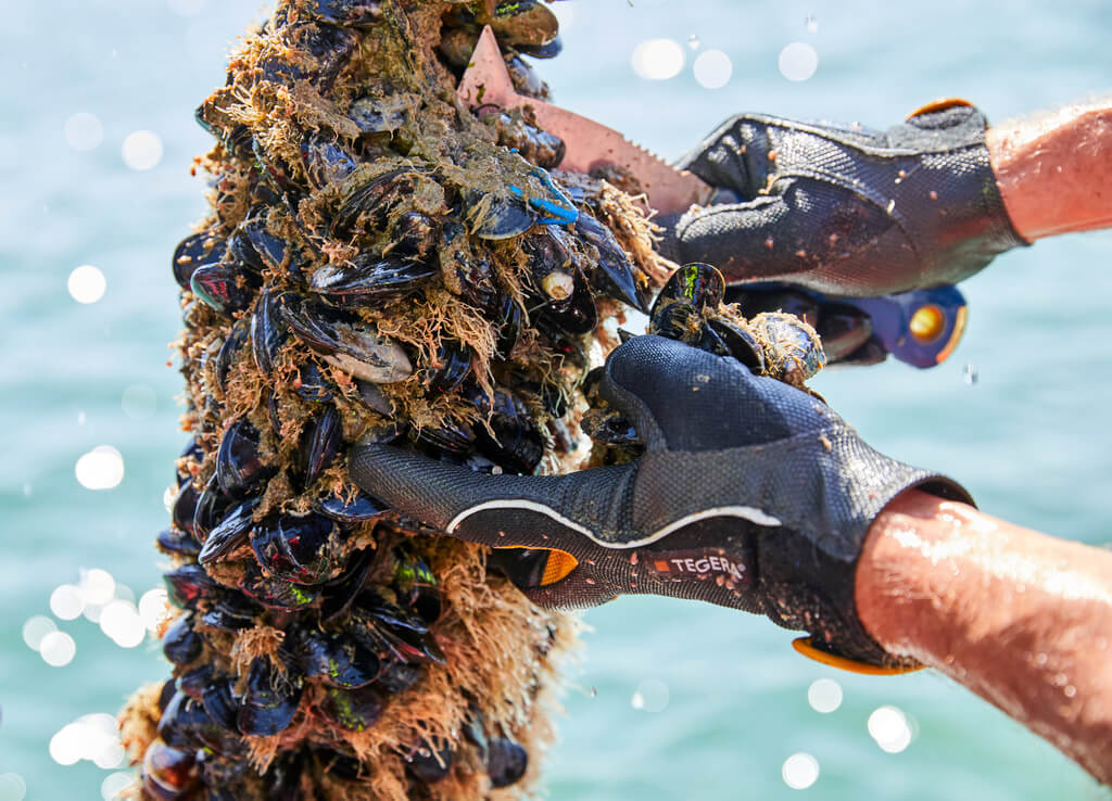 Mussels harvest 3