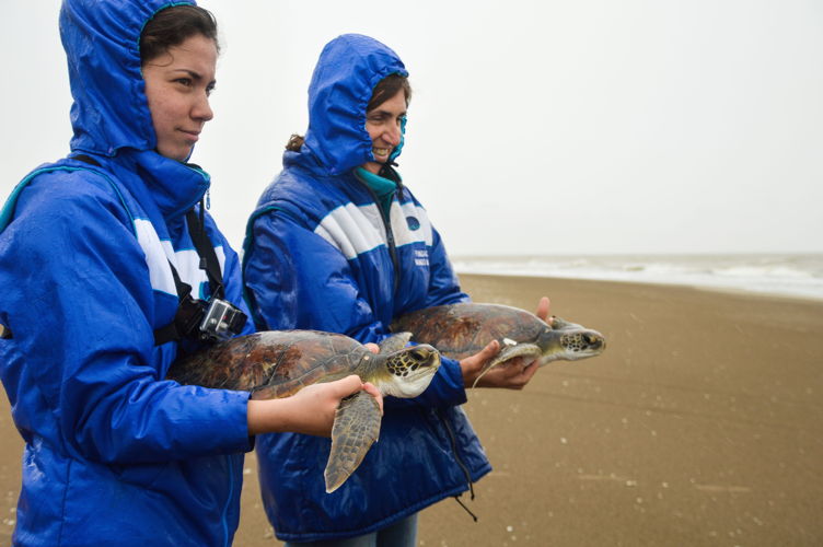 Expertos de la FMM llevando a las tortugas hacia el mar. Fotógrafo: Cristian Herrera. 