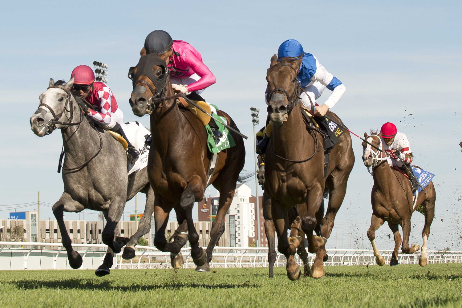 Mi Bago and jockey Sahin Civaci winning the bet365 Algonquin Stakes on October 5, 2024 at Woodbine (Michael Burns Photo)