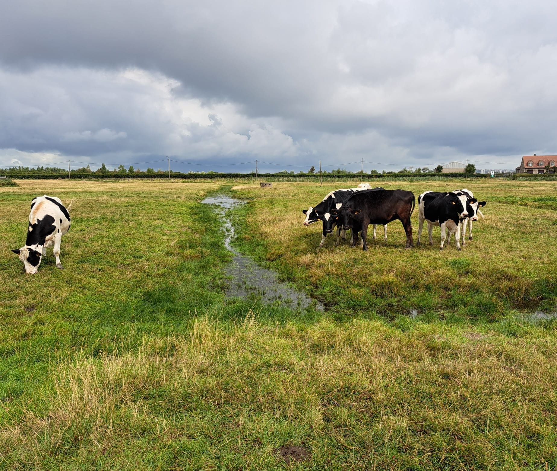 Plasdrasbeheer geeft biodiversiteit in de Oudlandpolder een boost