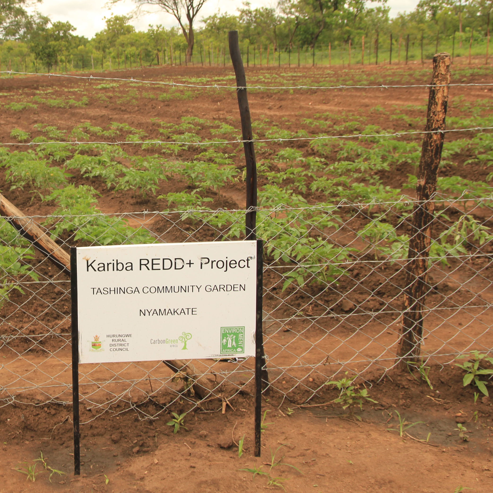 Reforestación como parte del proyecto Kariba REDD+