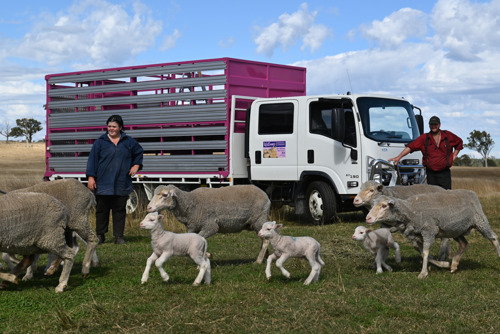 Pick of the Flock: Williams Farming Family Choose Isuzu