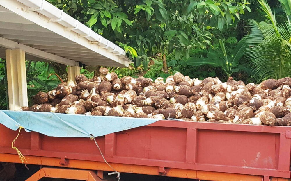 Truckload of dasheen to be exported.