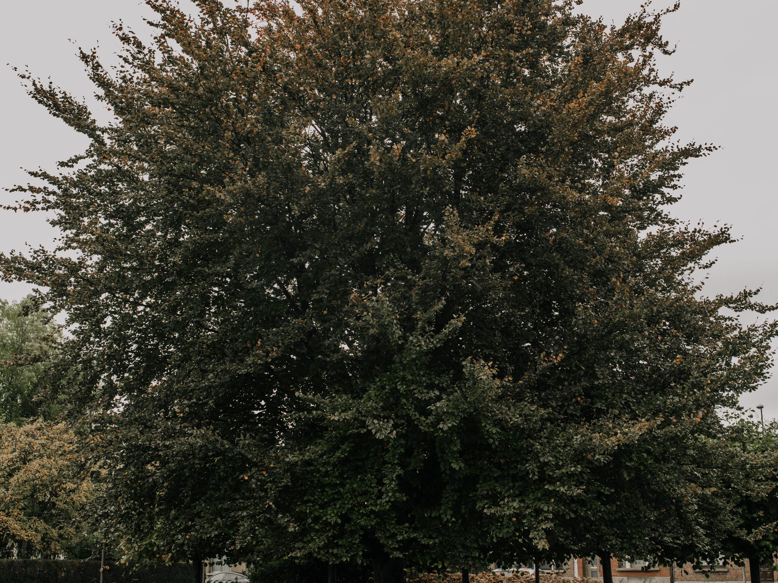 Rode beuk bij kasteel Broydenborg verkozen tot favoriete boom van Hoboken