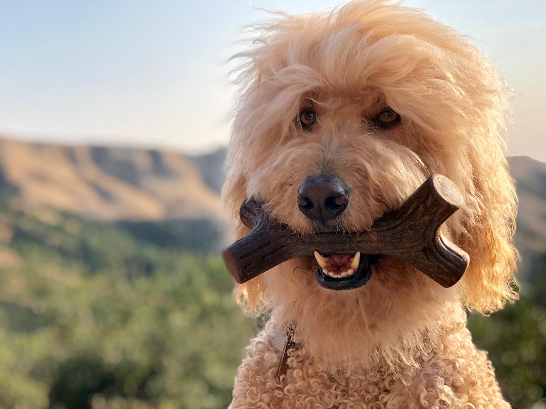 Benebone Maplestick 