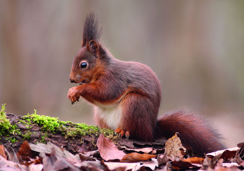 rode eekhoorn - © Luc Meert