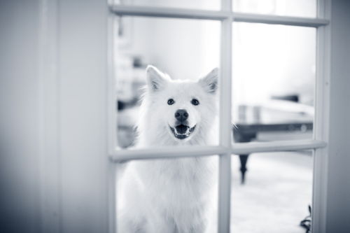 AniCura hond wachtend aan raam