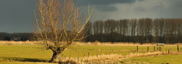 Storm Ciaran: code oranje in West-Vlaanderen, vermijd er bossen en natuurgebieden!