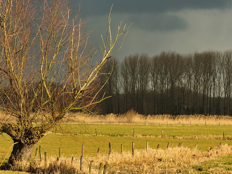 Storm Ciaran: code oranje in West-Vlaanderen, vermijd er bossen en natuurgebieden!