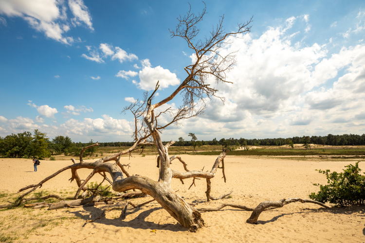 Heusden - Drunense Duinen