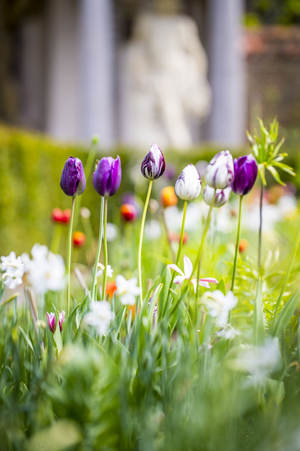 Tulpen in Rubens' tuin, foto Frederik Beyens