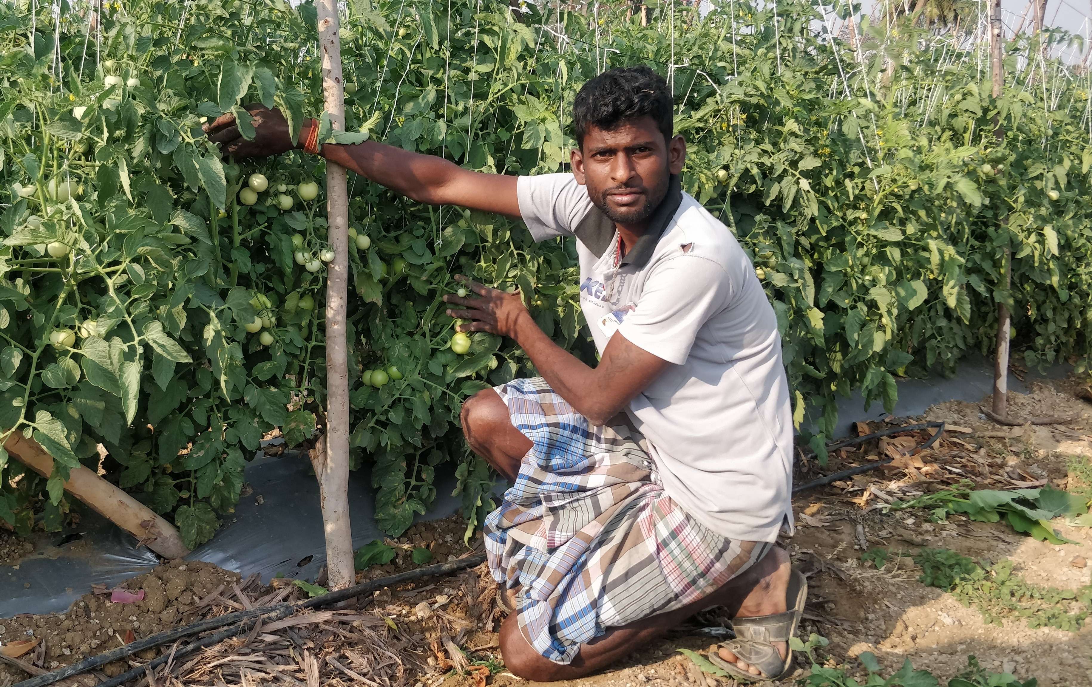 Innovative Vegetable Grafting Technology Offers Resilient Yields for Climate-Stressed Cultivation, ICRISAT Study Shows