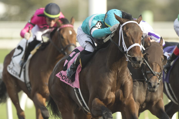 Tripolina and jockey Kazushi Kimura winning the Display Stakes on October 15, 2023 at Woodbine (Michael Burns Photo)
