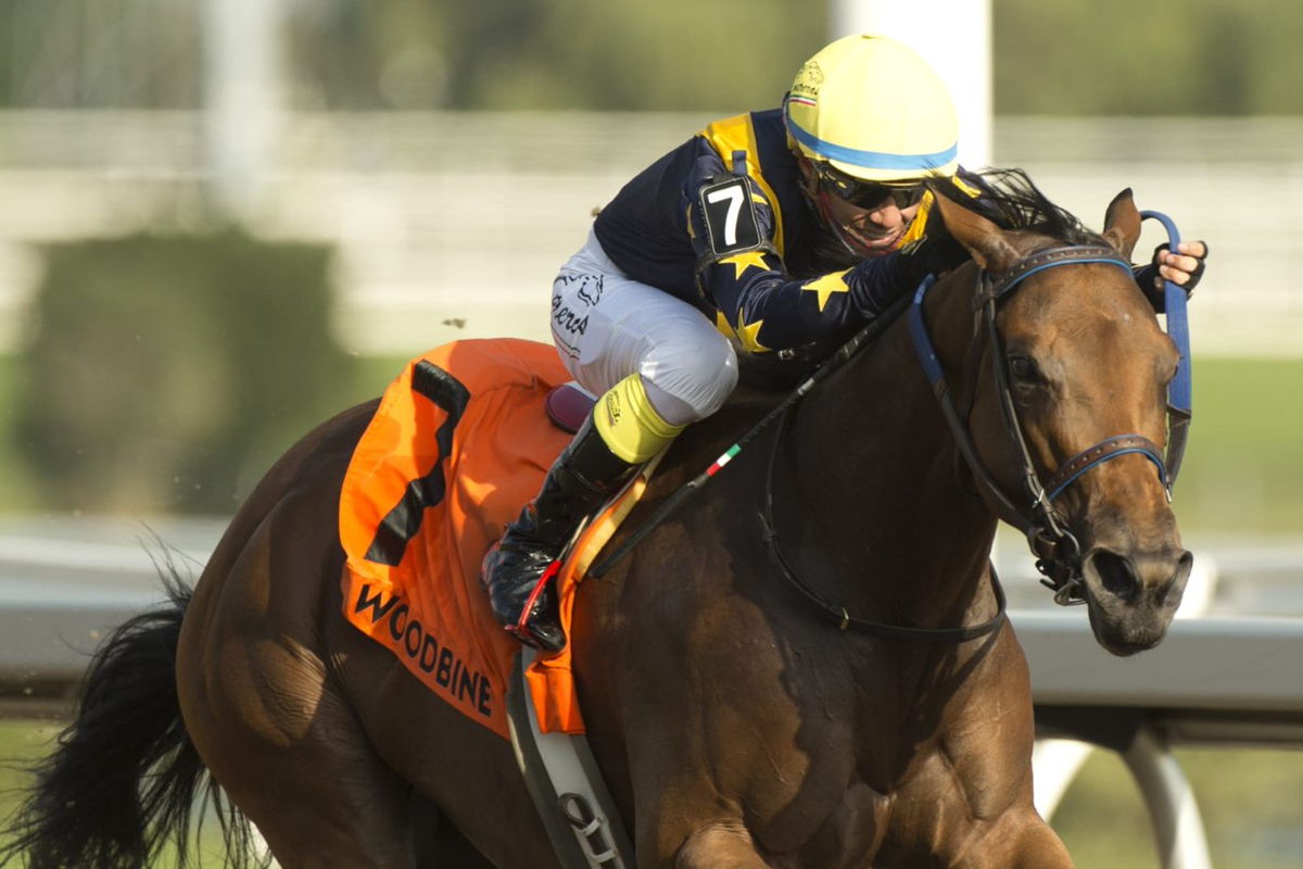 Boardroom, with jockey Luis Contreras aboard, winning the Grade 3 Seaway Stakes in 2021 at Woodbine. (Michael Burns Photo)