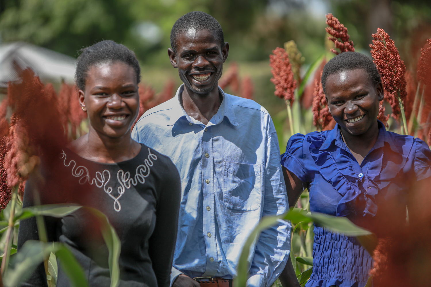 African farmers in the Sorghum field in Tanzania.
