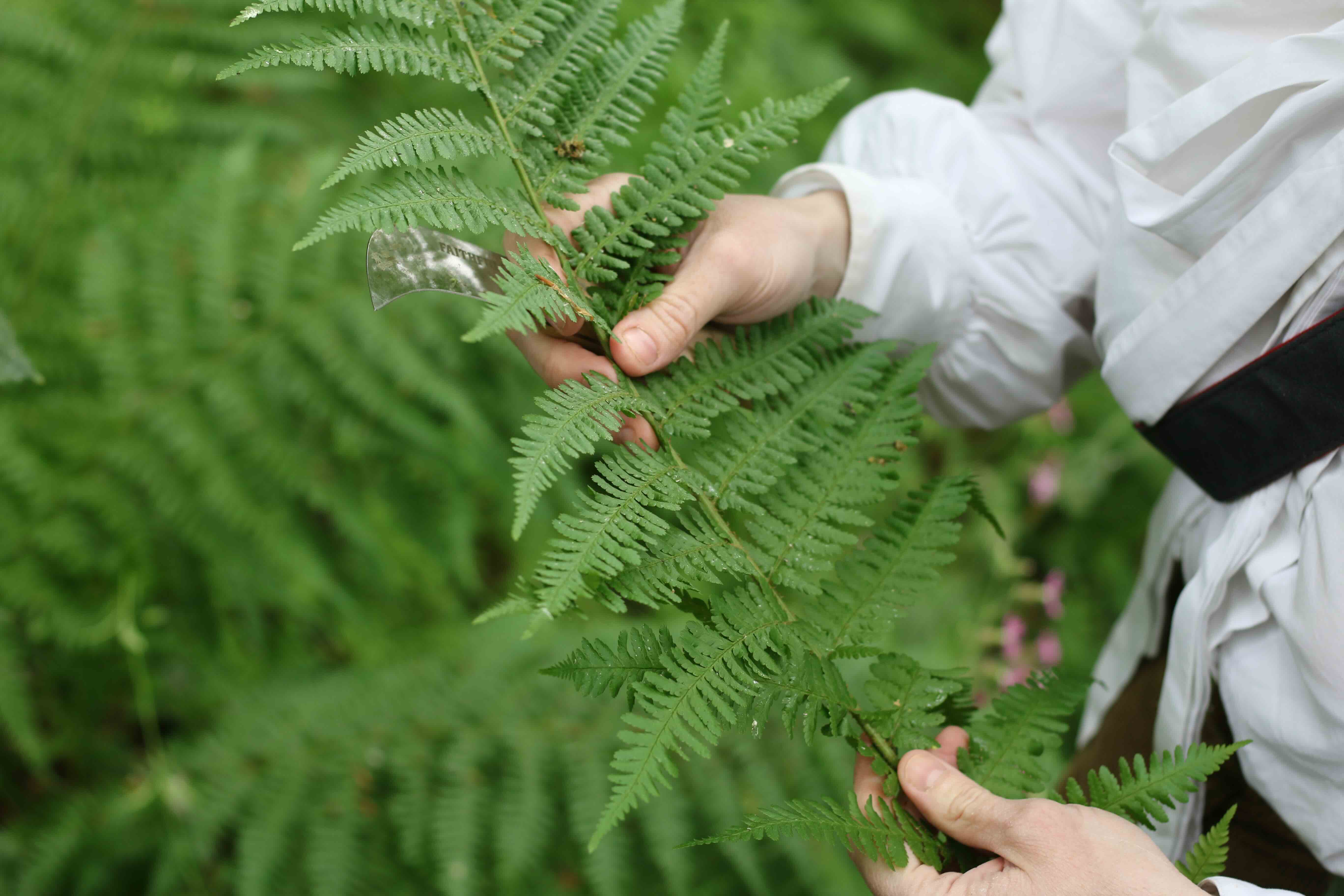 Sourcing bracken for glassmaking Sourcing bracken for glassmaking