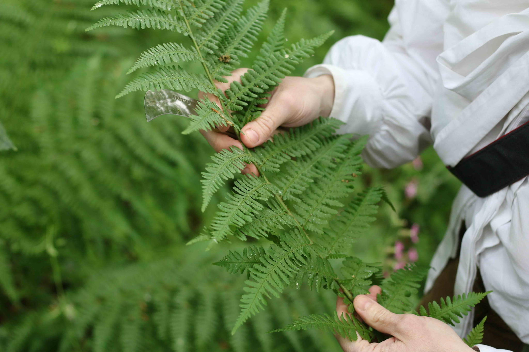 Sourcing bracken for glassmaking