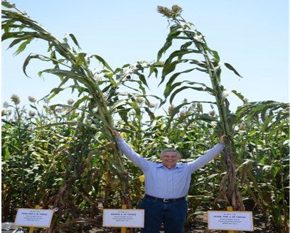 Sweet sorghum breeding trial at ICRISAT, India. (Photo by ICRISAT)