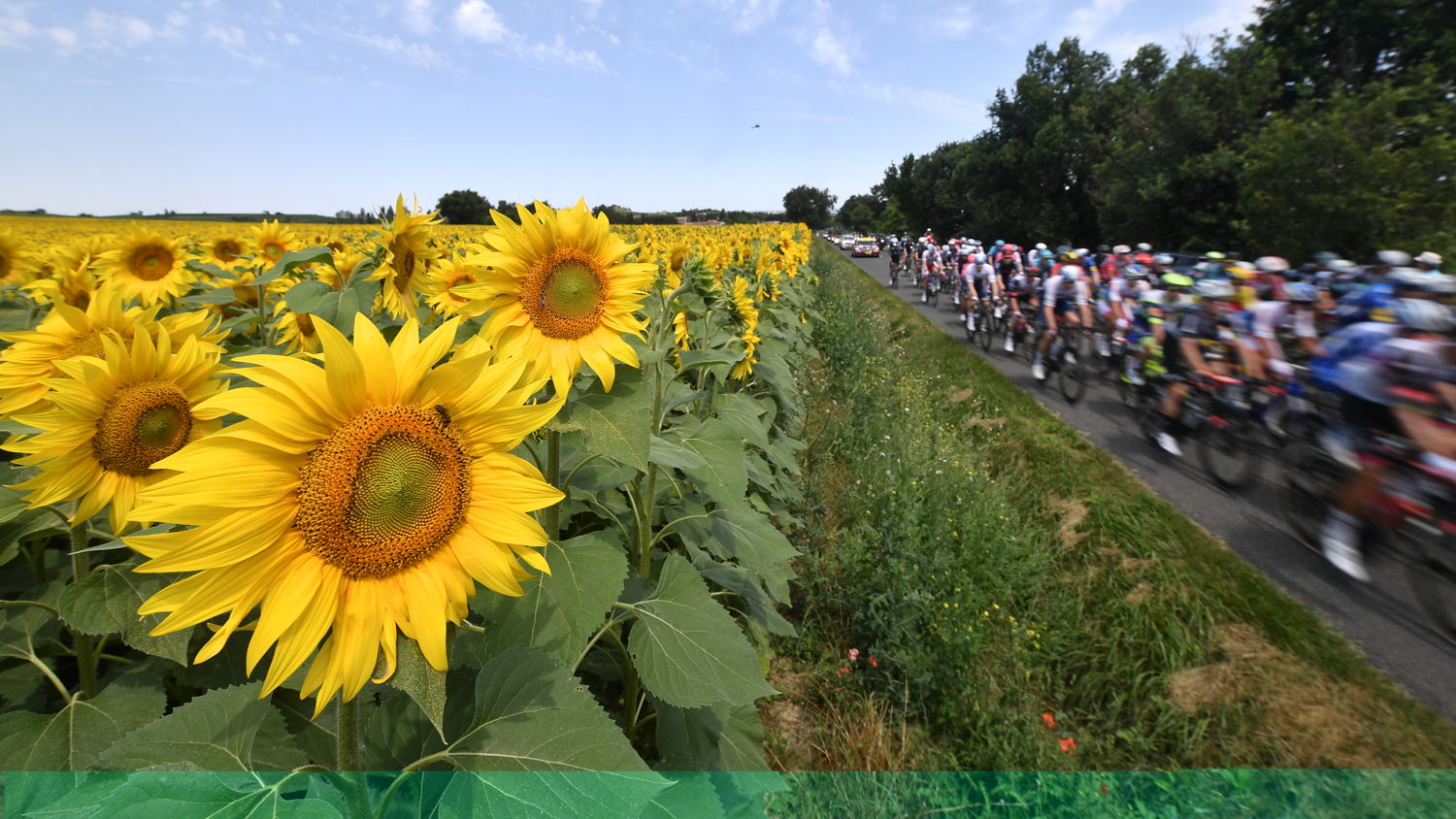 Illustration picture shows the pack of riders in action, passing by a field of sunflowers during stage 14 of the 108th edition of the Tour de France cycling race, from Carcassonne to Quillan (183,7 km) in France, Saturday 10 July 2021 (© BelgaImage-David Stockman) 