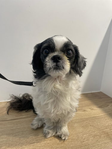 Hond Indy na de operatie
