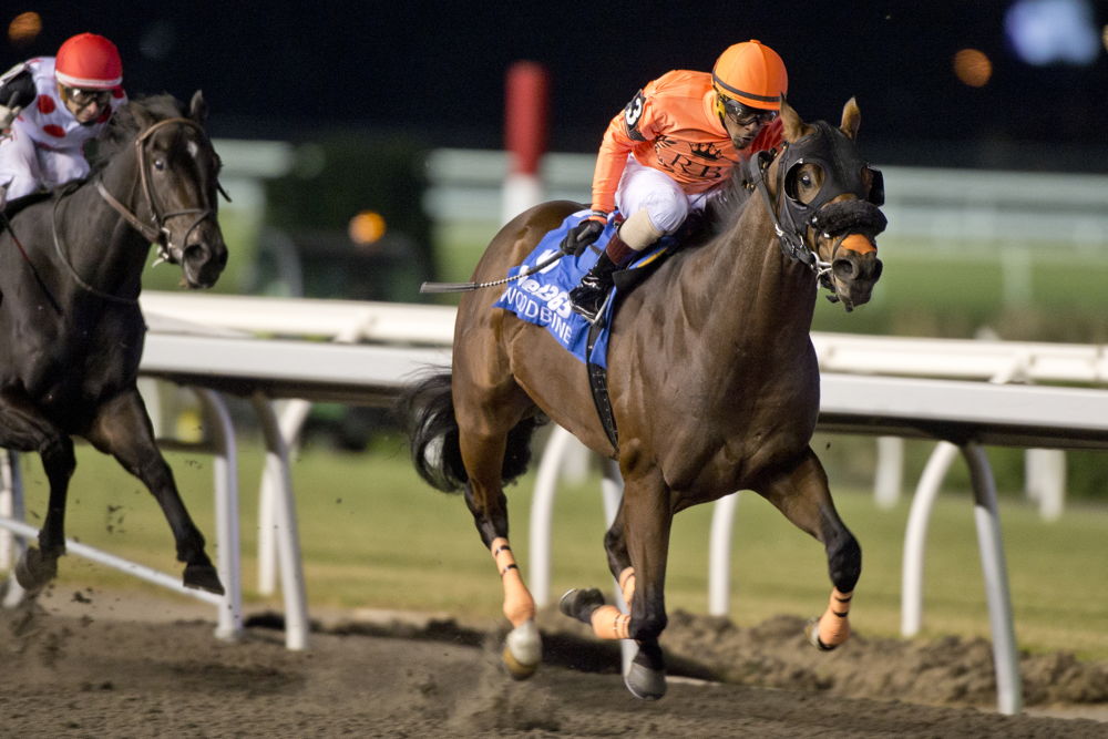 Wicked Django and jockey Keveh Nicholls winning the HPIbet Autumn Stakes (G2) on November 16, 2024 at Woodbine (Michael Burns Photo)