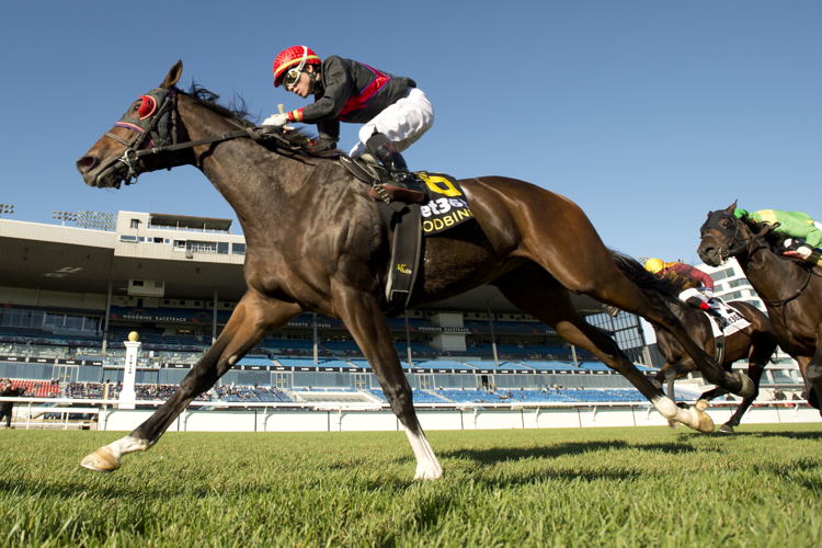 Perfect Crime and jockey Kazushi Kimura winning the Overskate Stakes on October 22, 2023 at Woodbine (Michael Burns Photo)