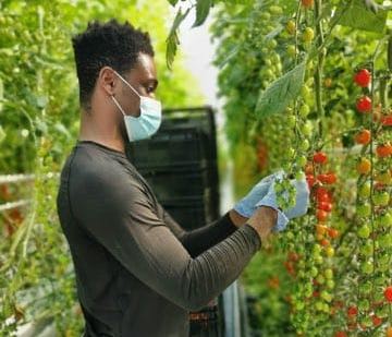 Farm workers from the OECS at work in Canada.