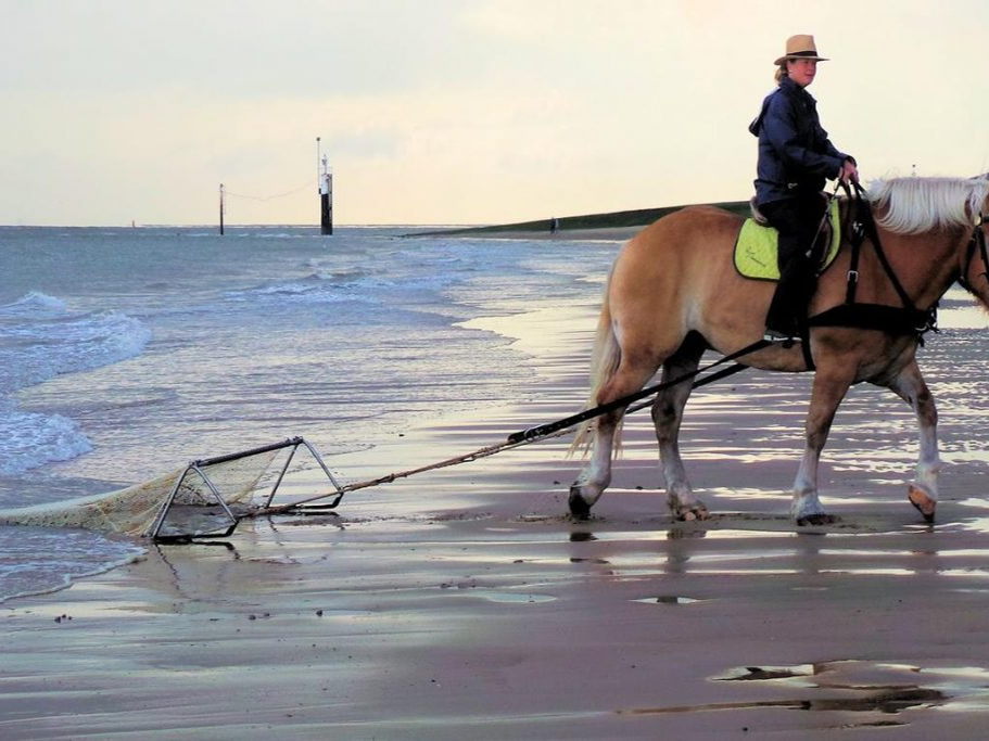 Von Pferden, Austern und roten Inseln: Kulinarische Entdeckungen an der niederländischen Küste