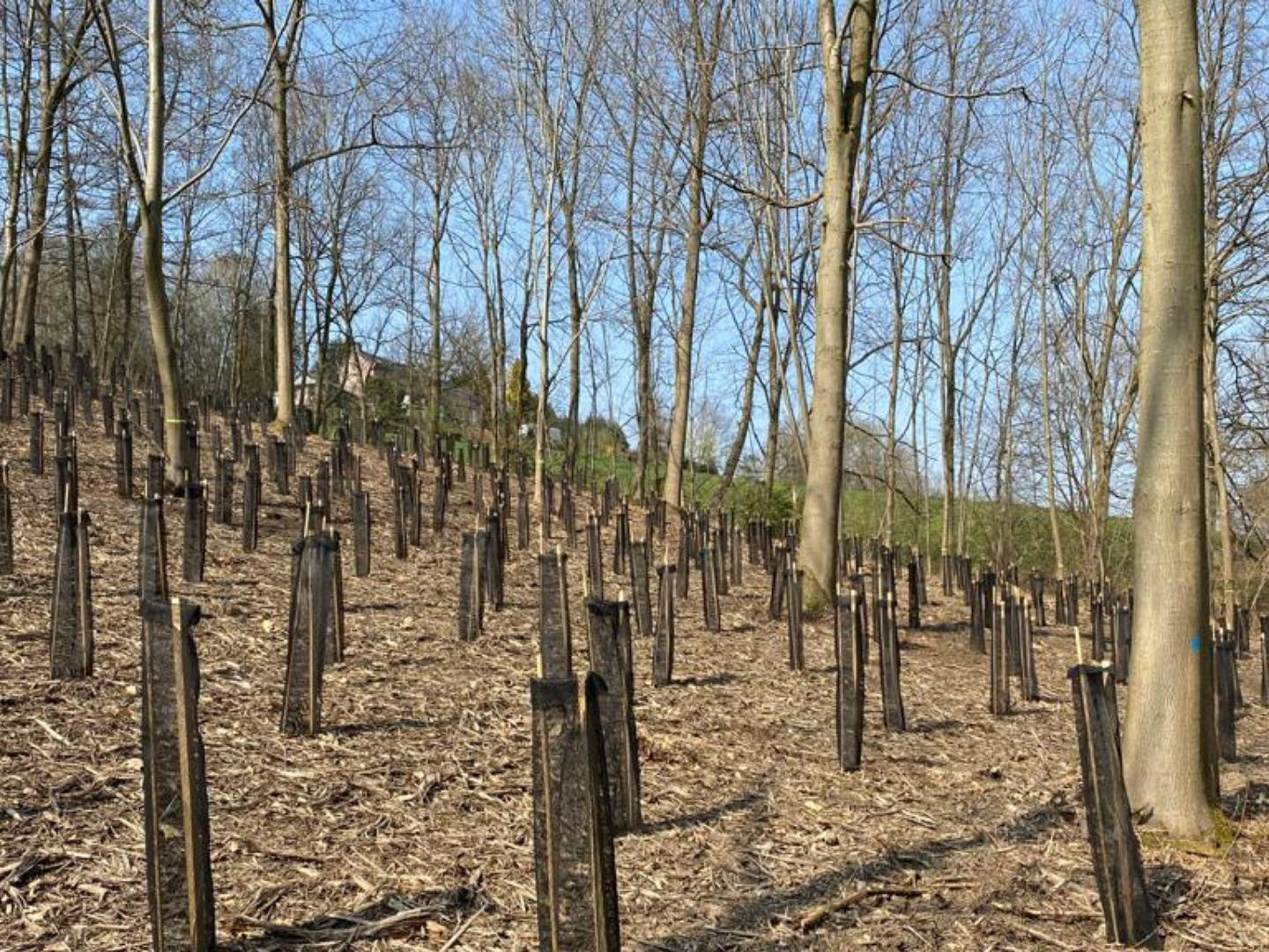 ENGIE plante 4000 arbres grâce à l’énergie de ses collaborateurs