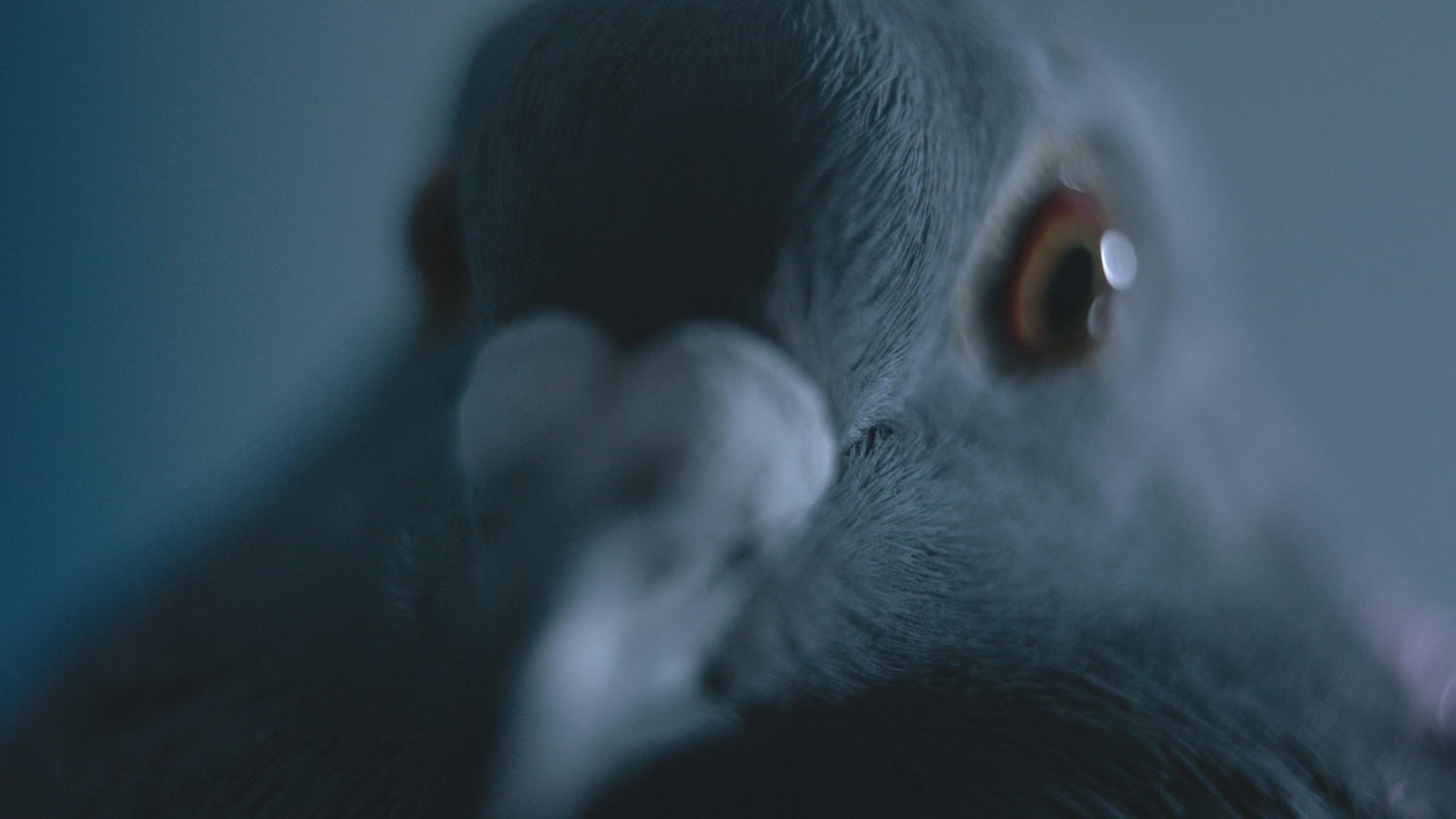 Copy beest- de duif (c) VRT