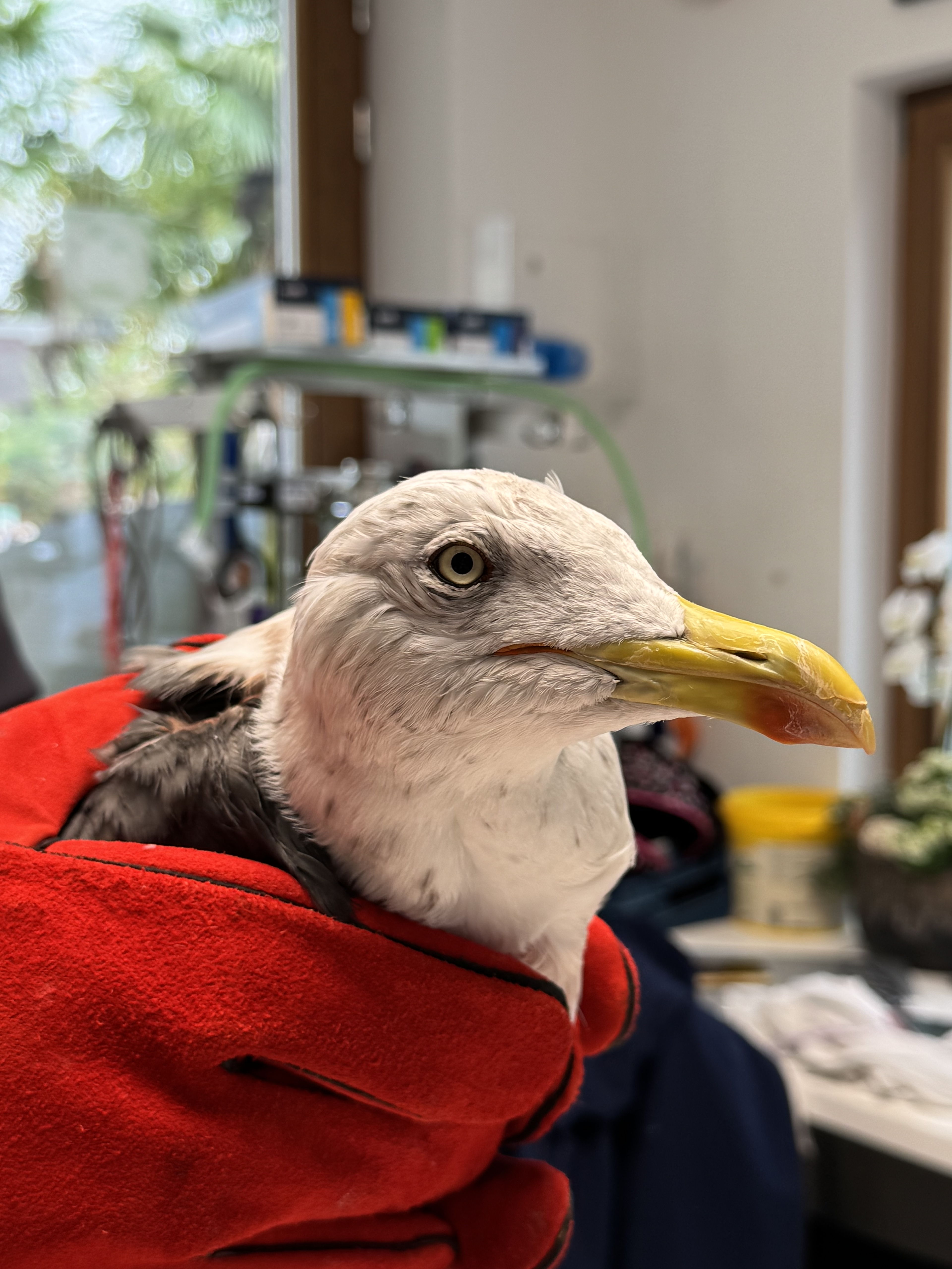 Kleine mantelmeeuw met schotwonde wordt in Pairi Daiza verzorgd. 
