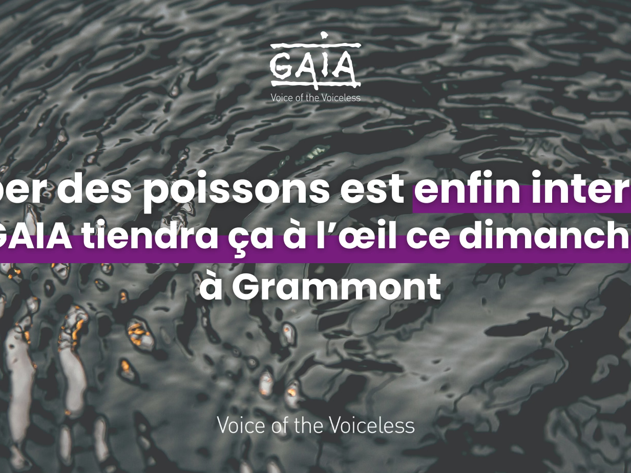GAIA veille au respect de l’interdiction de l’avalage de poissons vivants à Grammont