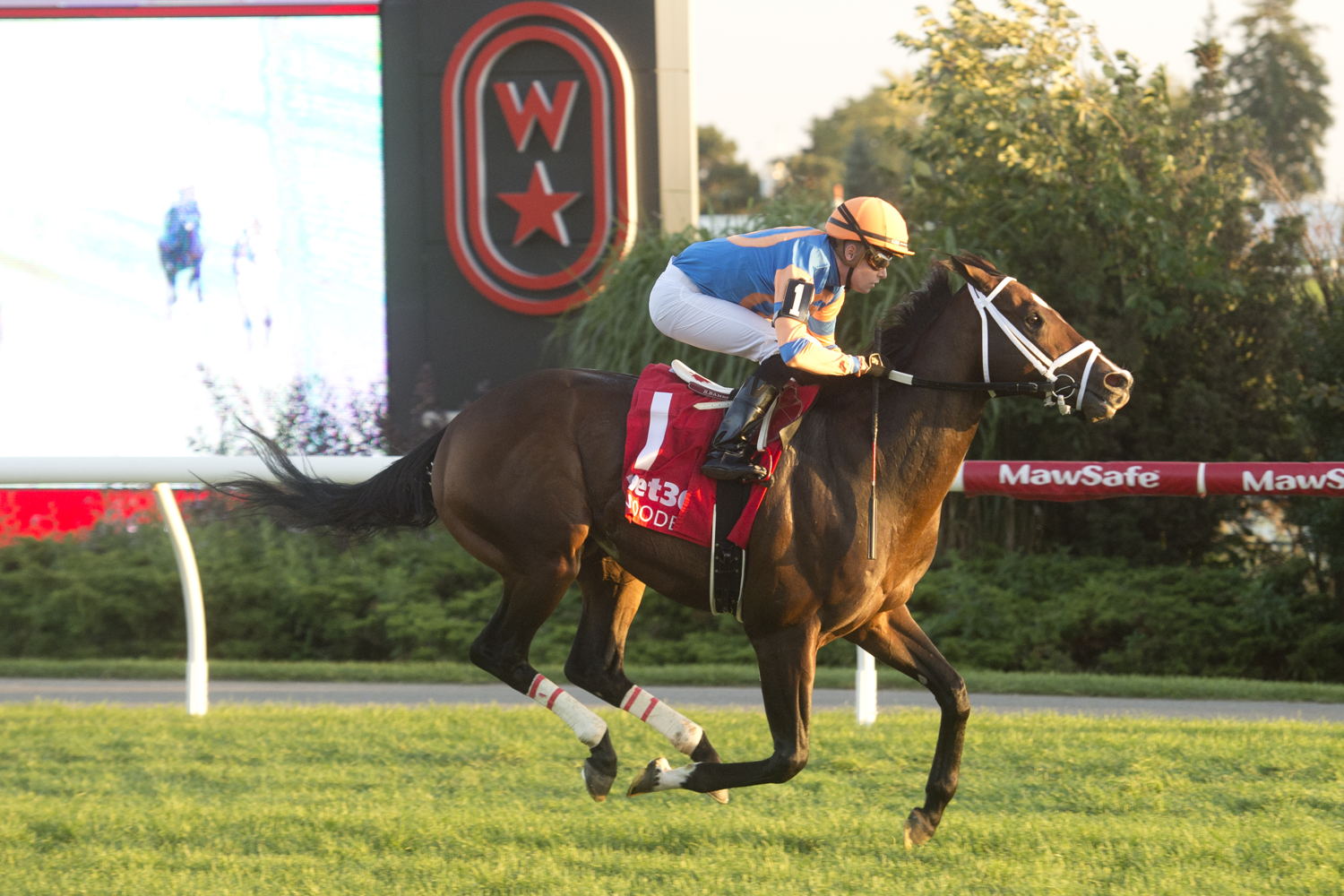 Never Surprised winning on October 8, 2024 at Woodbine. (Michael Burns Photo)