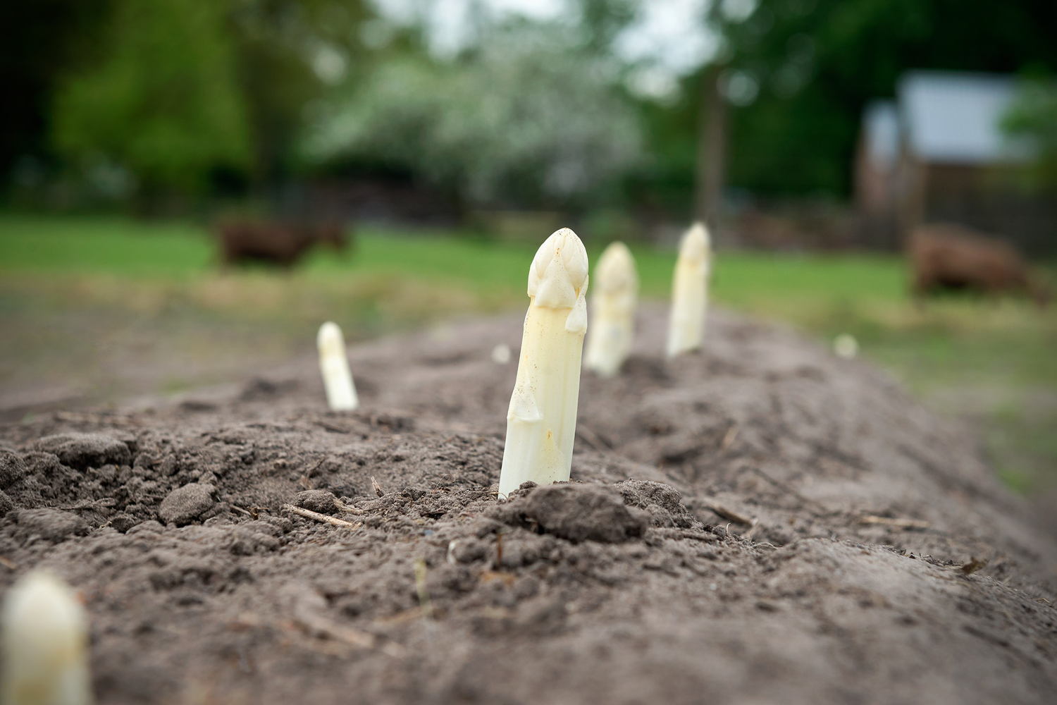 Asperges (c) CornéOoms voor VisitBrabant