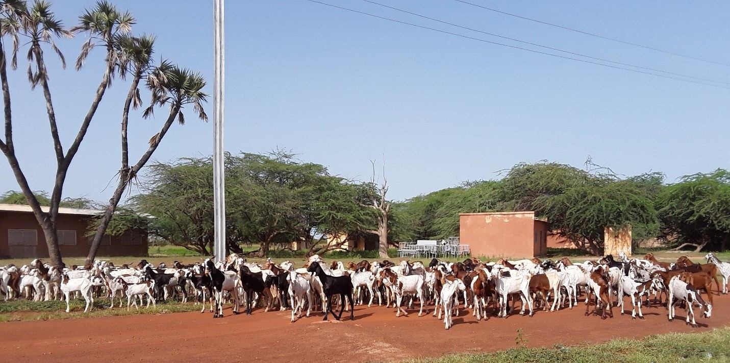 USAID and ICRISAT to enhance agro-pastoral productivity and market development in Niger