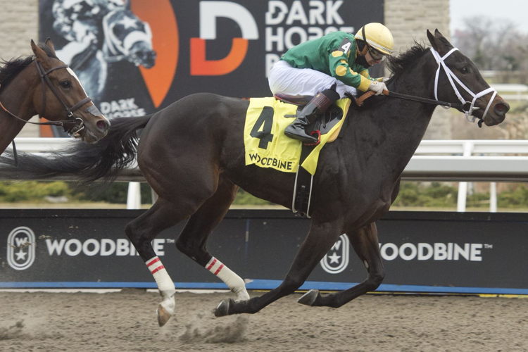 Fashionably Fab and jockey Rafael Hernandez winning the Shady Well Stakes on December 9, 2022 at Woodbine (Michael Burns Photo)