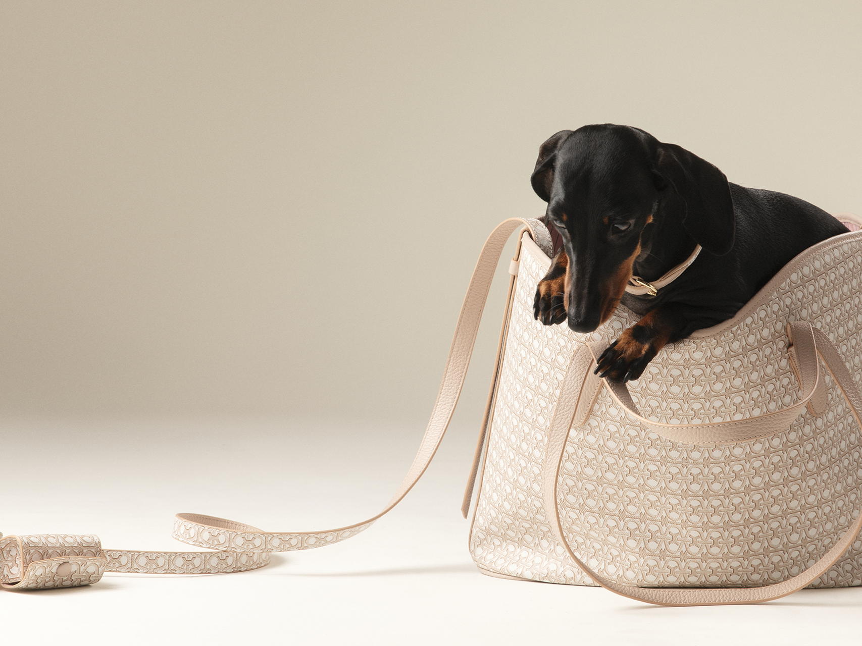 Coccinelle lance une élégante Pet Capsule pour SS25  
