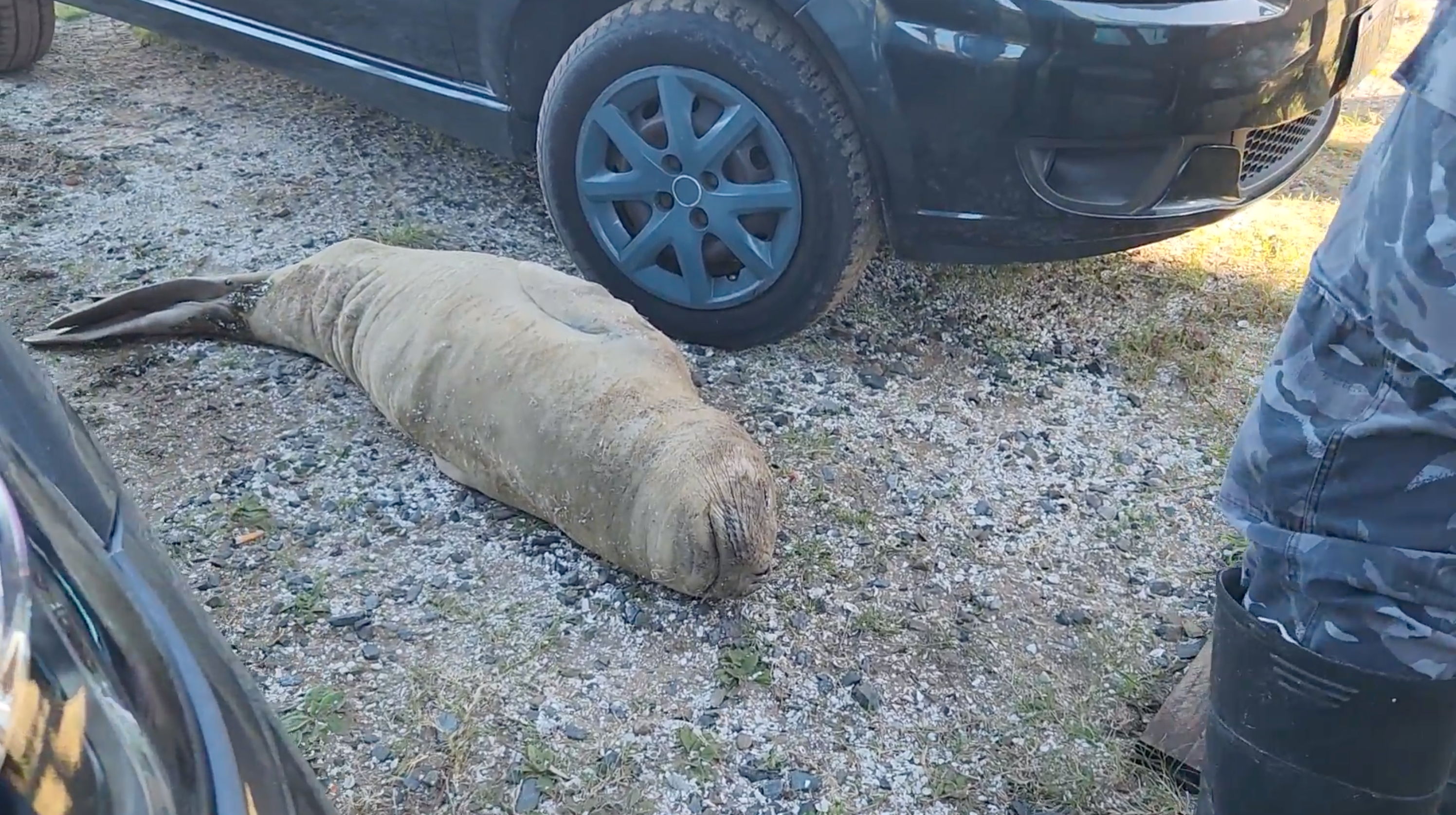 El elefante marino fue encontrado el pasado 2 de mayo en el estacionamiento de un complejo turístico de San Clemente, durmiendo entre 2 vehículos