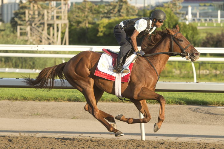 Paramount Prince. (Michael Burns Photo)