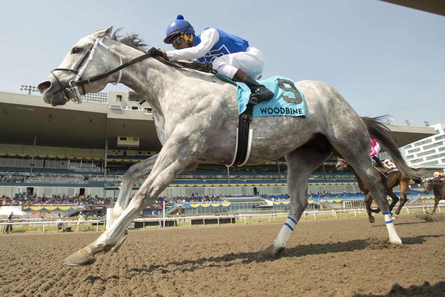 Rockcrest and jockey Keveh Nicholls winning the Pink Lloyd Stakes on June 4, 2023 at Woodbine (Michael Burns Photo)