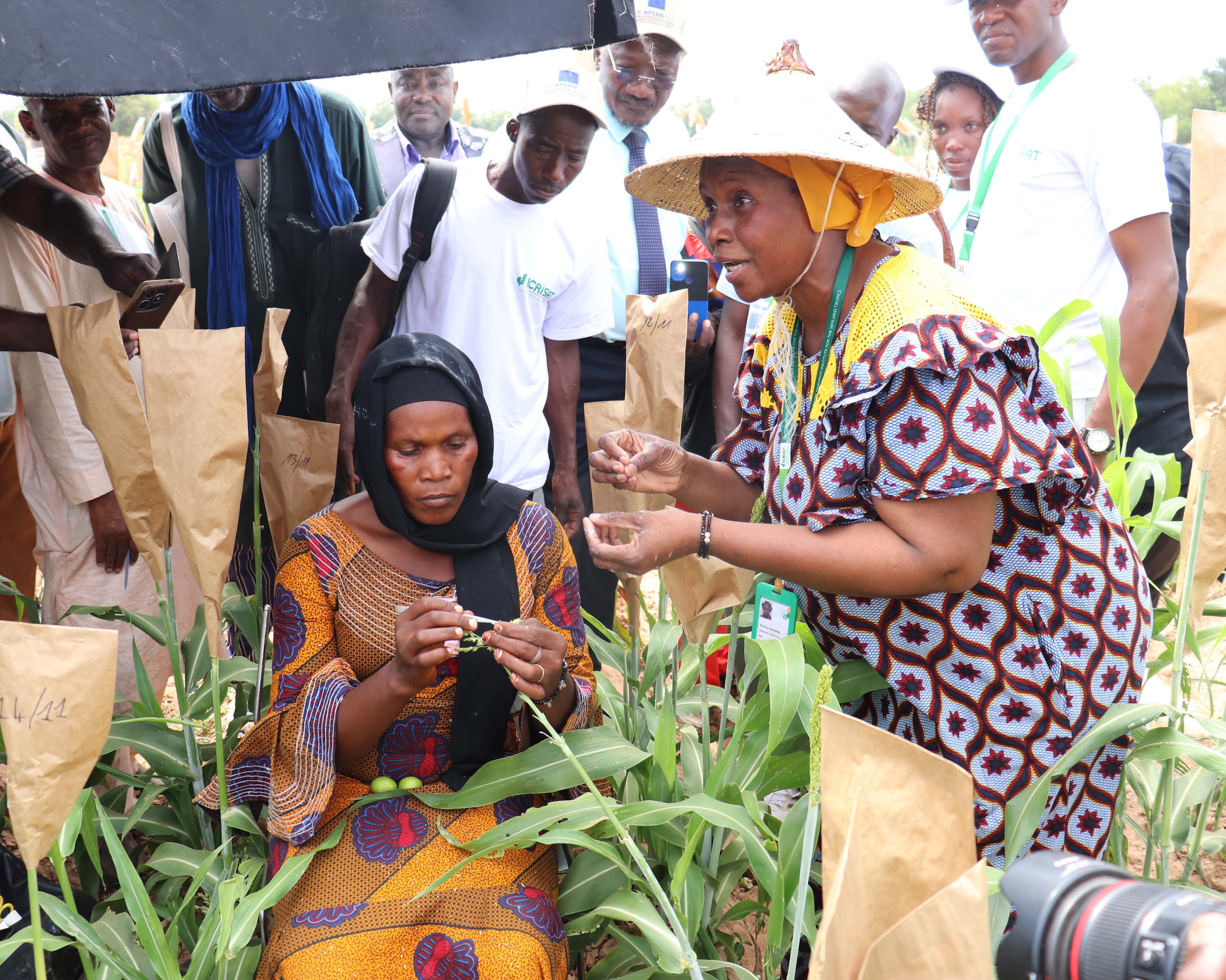 Ms Marthe Dembele, Research Technician, ICRISAT, explains the breeding process to visitors in a sorghum field