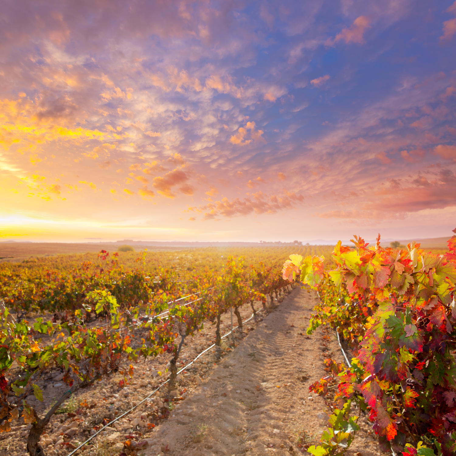 Wine routes - Utiel-Requena (Valencia)
