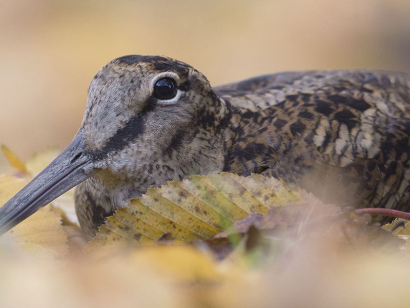 Natuurinspecteurs betrappen opnieuw jagers met illegaal geschoten houtsnippen